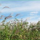 [테마2024년12월 7일 토요일]서천의 새로운 명소 장항 스카이워크 &amp; 송림산림욕장*힐링 트레킹 + 신성리 갈대밭안내 이미지