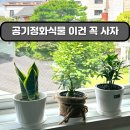 정화 | 공기정화식물 | 인터넷 구매 후기, 초보자 키우는 방법- 무한가드너