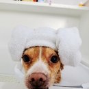 멍발머리 이미지