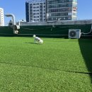 멍머니 2호점 이미지