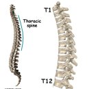 흉추 이미지