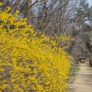 꿈이축산 | [공유] 🌸 [봄나들이 추천] 꽃향기 가득한 조선으로의 시간 여행 🌸 [Spring Flower Excursion] A Journey...