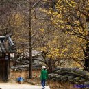 솔숲갈래길 이미지