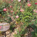 풍암호수공원 이미지