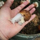 천보약초
