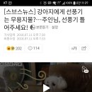 강아지들은 땀샘이 없어서 선풍기가 필요없다니까욧!! 이미지