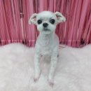 더(The)예쁘개 이미지