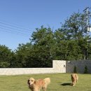 휴먼할인마트(남강점) | [파머스데이] 충남 당진 대형견 두마리도 가능한 수영장+잔디마당 보유 내돈내산 독채 숙소 후기 b1