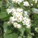 홍릉초교 이미지