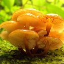 자연산(야생) 팽이버섯 이미지