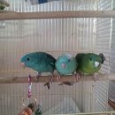 호빈조류새농장 이미지