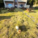 빌리지 피어 | 강아지와 여수 여행, 노견도 편안했던 잔디밭 숙소 빌리지피어 후기