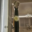 꽃님농장 | 일산 서울 밍크선인장 배송후기 고급스러운 대형 밍크 나인러쉬에서만