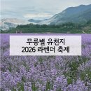 동해 무릉별유천지 2026 라벤더 축제 정보 | 라벤더 실물 후기