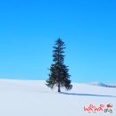 자가울목장 | 겨울 삿포로 근교 당일치기 홋카이도 비에이 버스 투어 와쿠와쿠스토어 예약 및 후기