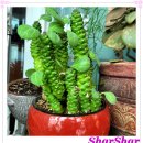 리치아이 이미지