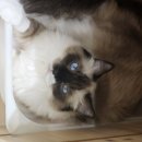 폴인캣츠 이미지