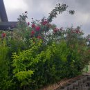 장미회관 이미지