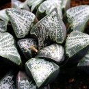 시루비아 이미지