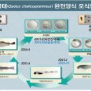 명태새끼 이미지