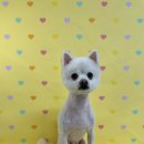 깔끔하개 이미지