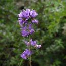 해성민박 이미지