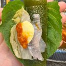 🍽️<수산물회백화점> 스끼다시잘나오는 광주맛집 모듬회 먹고온 후기 |광주양산동 주민 찐맛집