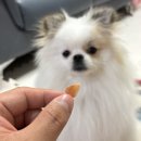 봉구의간식 - 부평구 부평대로38번길 6 | 입맛저격수 반려견간식 ‘봉구의간식’ 배송 후기