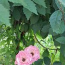 죠이월드 이미지