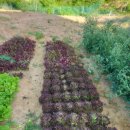 잉꼬닭집 이미지