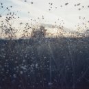 달구지사랑 이미지