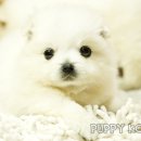 멋진강아지 이미지