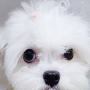 통일동물병원 이미지