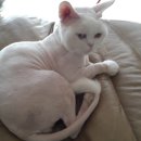 중앙가축약품 이미지