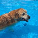 개리비안베이 | 파주 애견수영장 개리비안베이 솔직후기