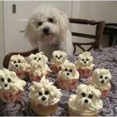 퍼피쿠키 이미지