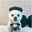 몽심살롱