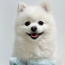 건강에진심(!) | 본아페티 강아지 눈물사료 후기-눈건강에 진심인 우리 댕댕이 사료 추천!