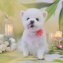 플라워퍼피 이미지