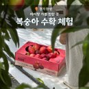 보인농장 | 스레드 안성 신비복숭아 수확 체험 후기 루비앤골드팜