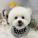 위드뚜뚜 이미지