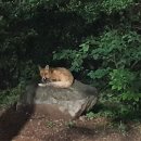 Red Fox