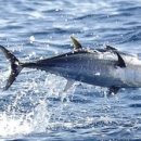 참치 전문점 참치바다 이미지