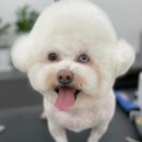 로에펫 이미지