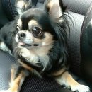 오빠가 데리러 갈 개 이미지