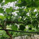 화진농장 이미지