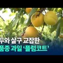 전 세계에서 한국만 있는 과일 이미지