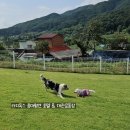 라지독스 이미지