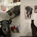 강아지세상 고양이세상 이미지