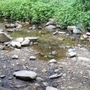 잣나무집 이미지